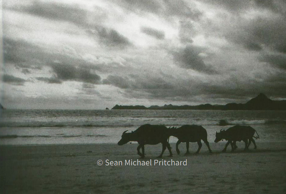 buffalo beach indonesia black white