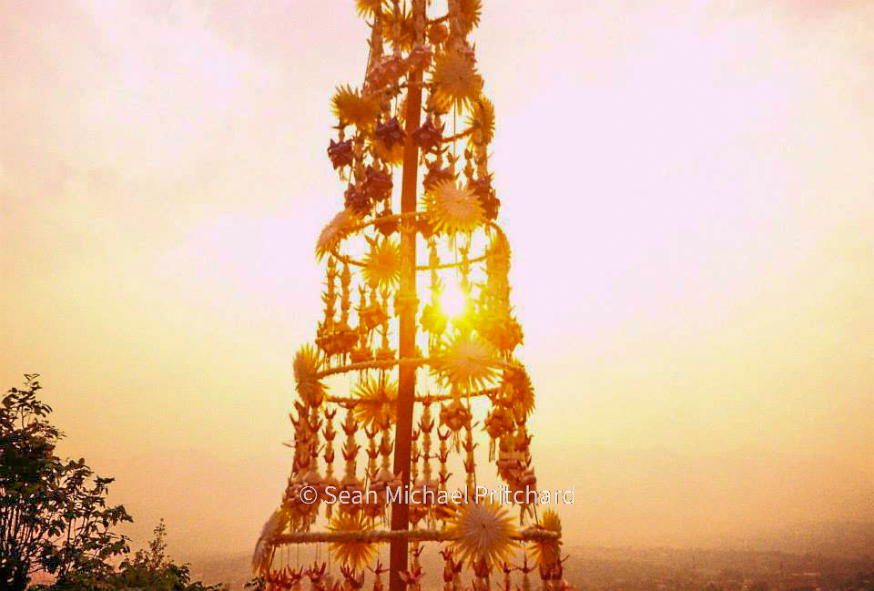 sunset flowers film photography