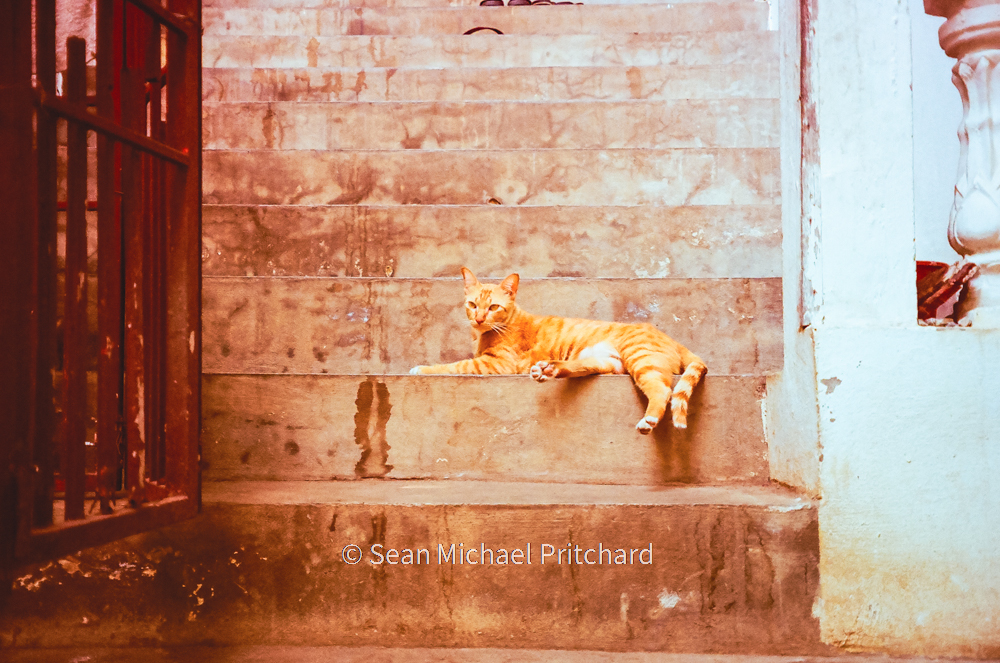 vintage cat film photography