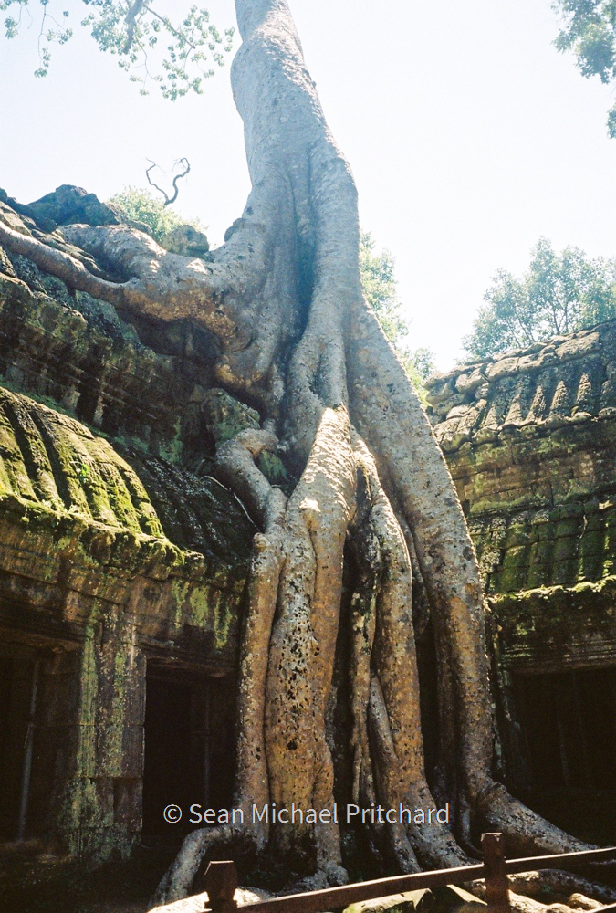 angkor wat cambodia trees temple