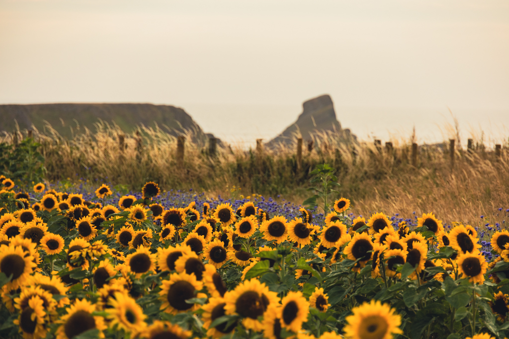 rhossili bay sunflowers worms head