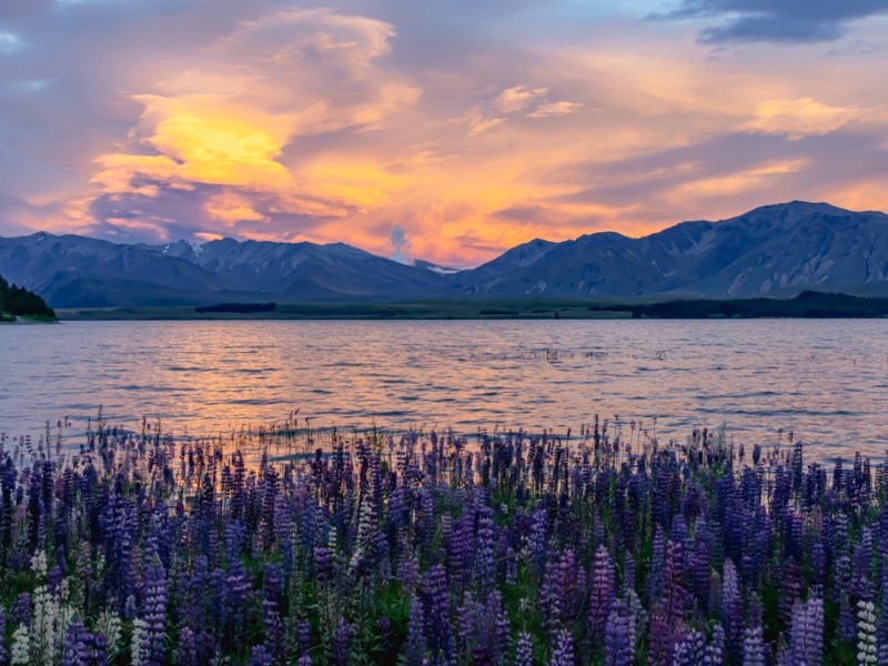 Lake Tekapo Lupins Photography&nbsp;Guide