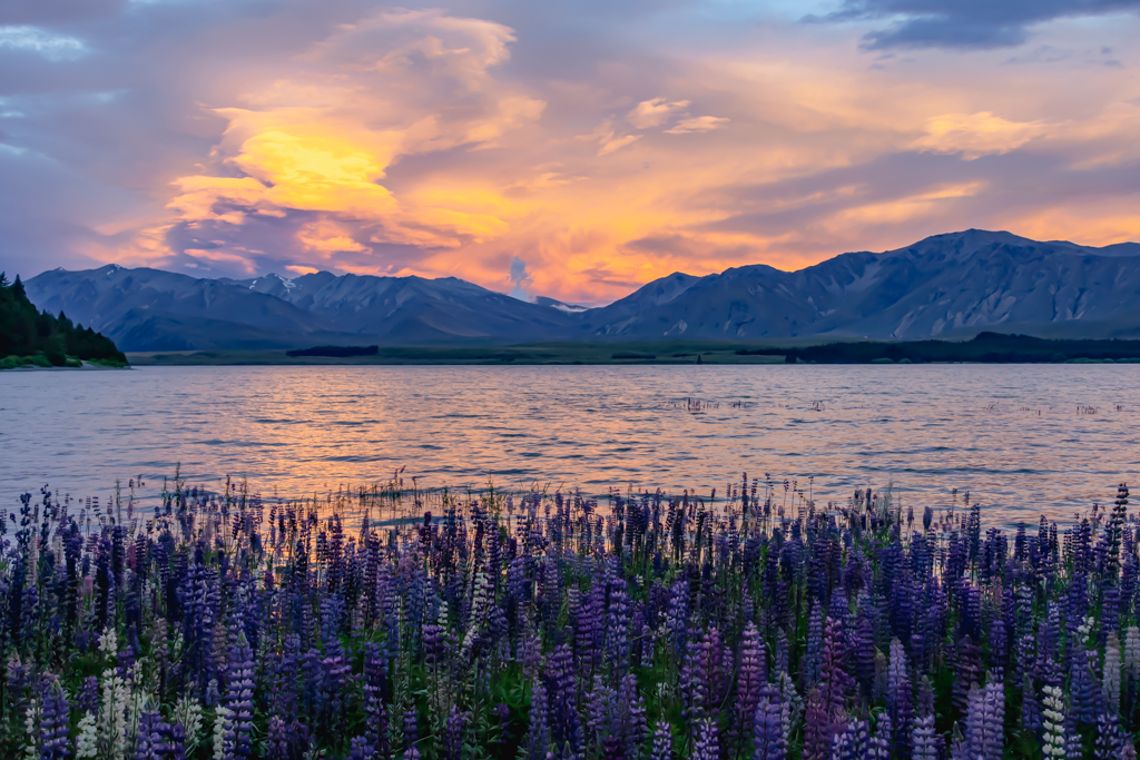 Lake tekapo lupins sunset