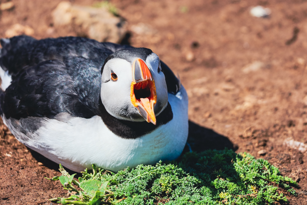 skomer island puffins