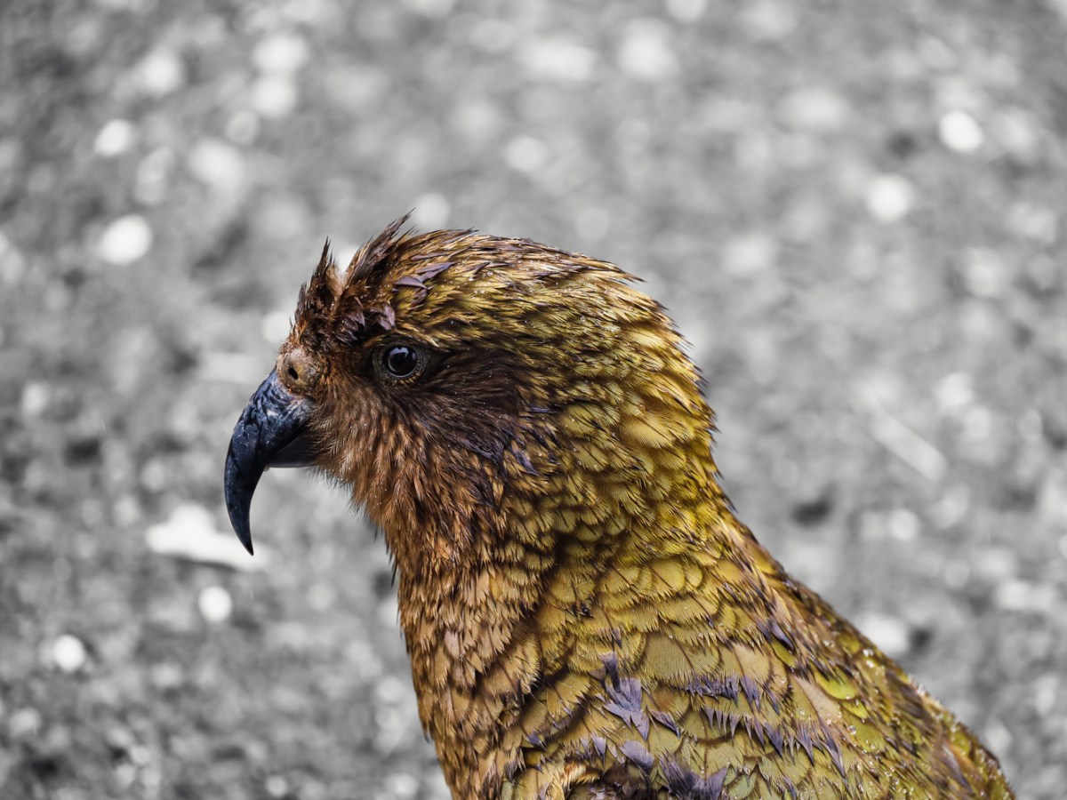 Best New Zealand Wildlife Photography&nbsp;Spots