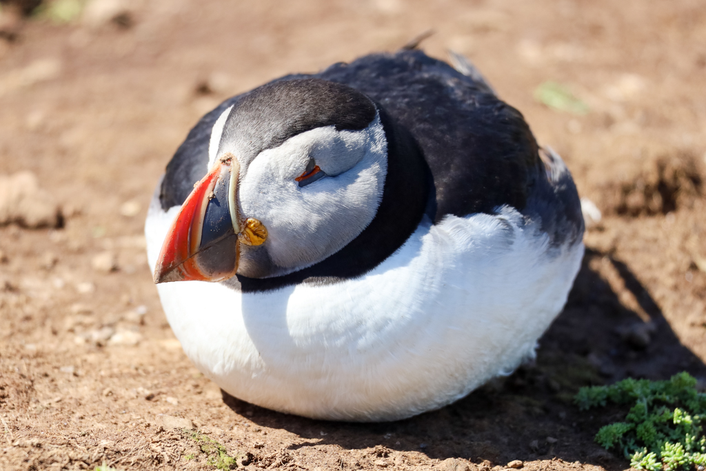 skomer island ferry