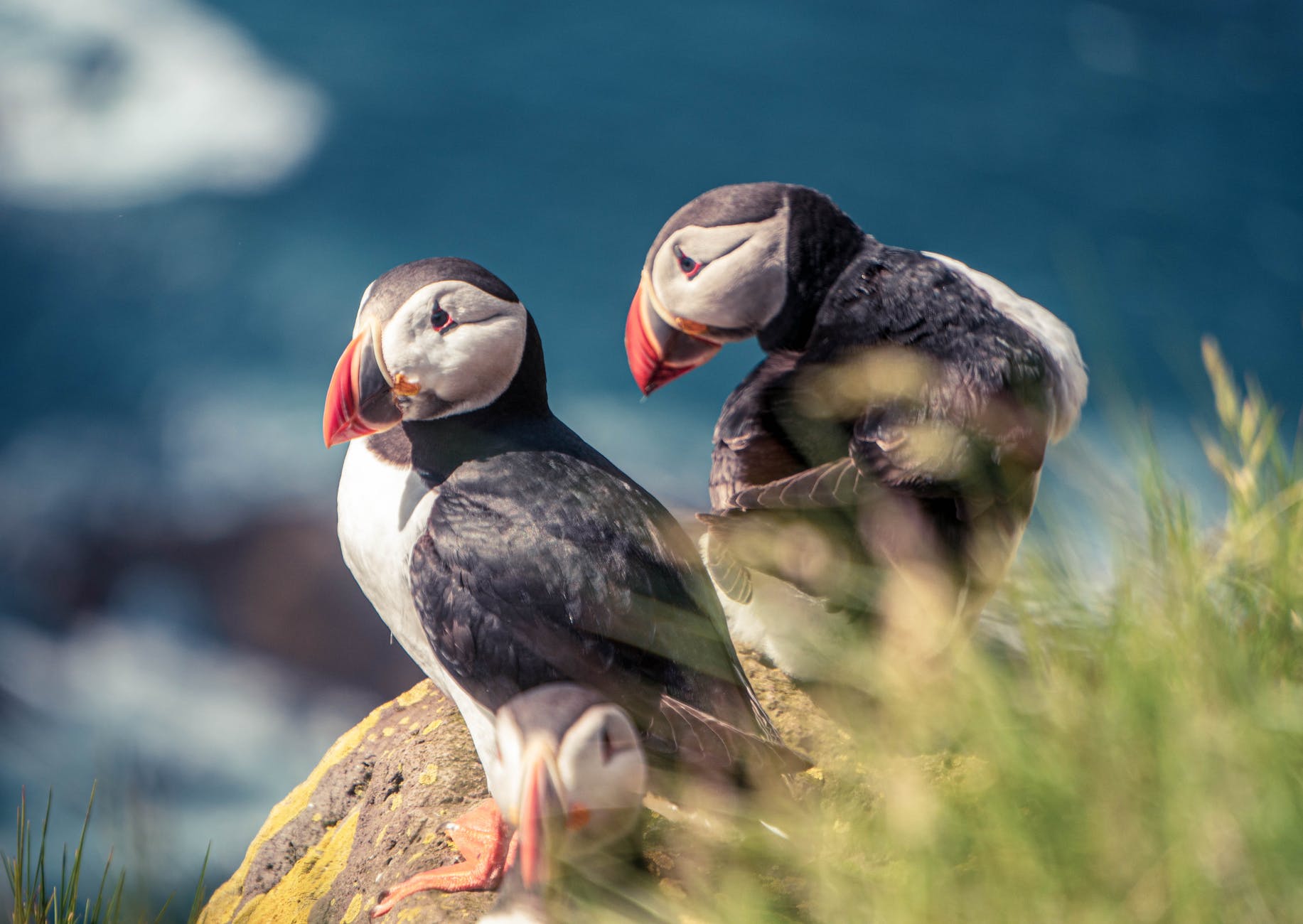 puffin birds on rock