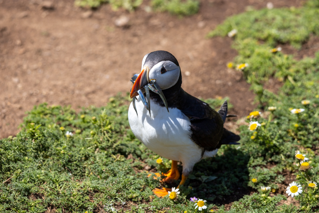 puffin bird photography