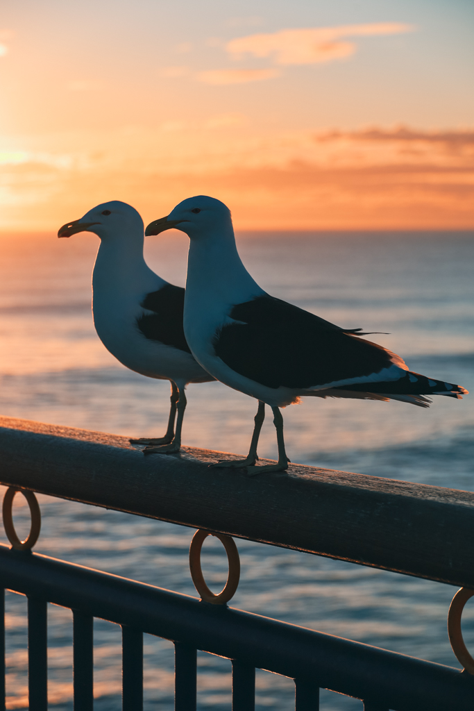 seagulls resting on the pier at sunrise in christchurch