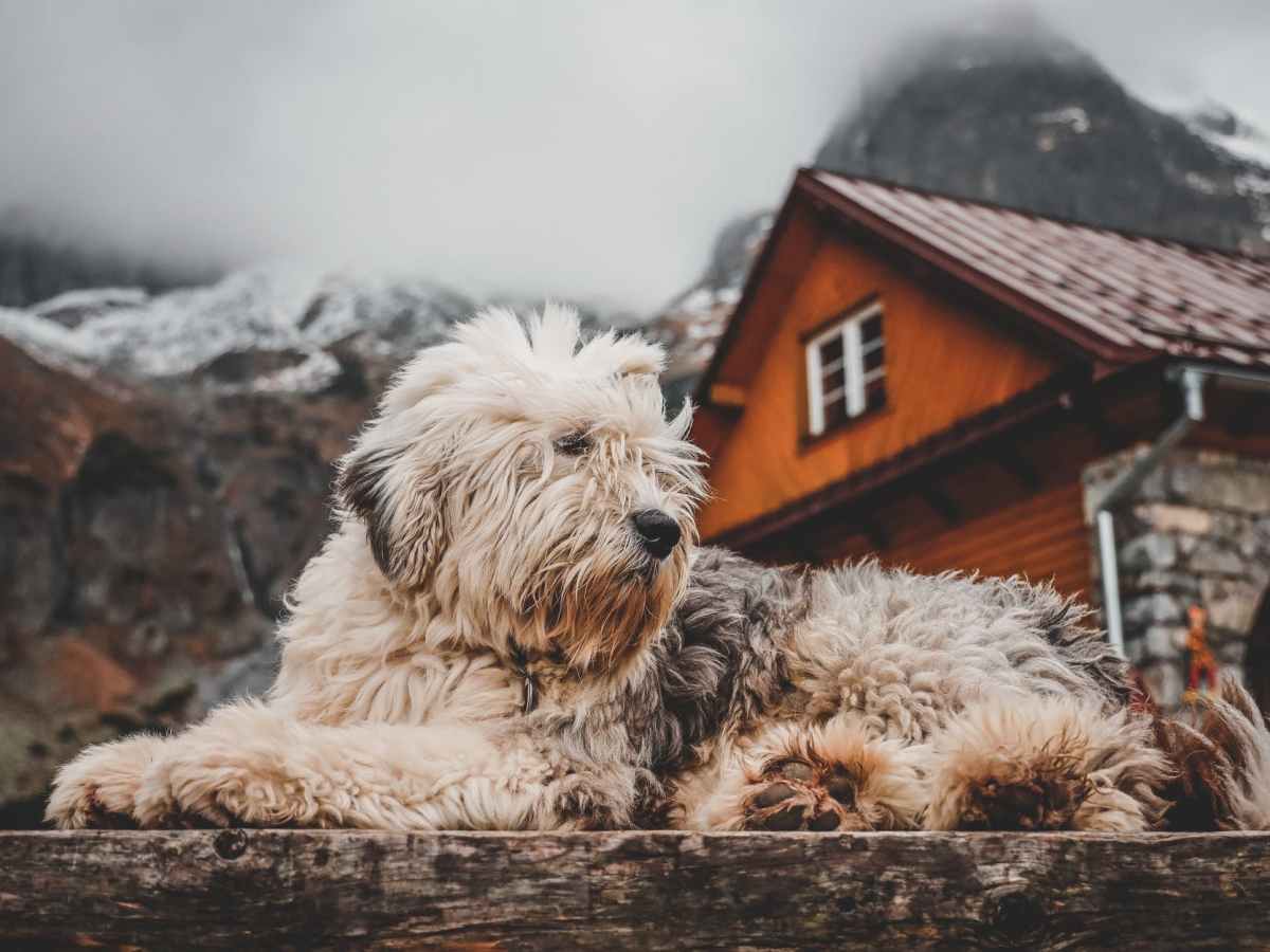 House Sitting Benefits: Travel for&nbsp;Free