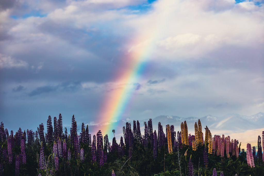 LAKE TEKAPO FLOWERS PHOTOGRAPHY