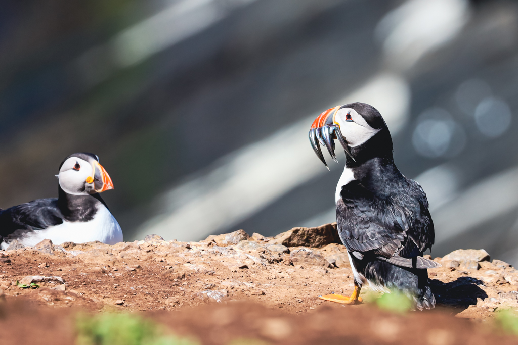 skomer island accommodation