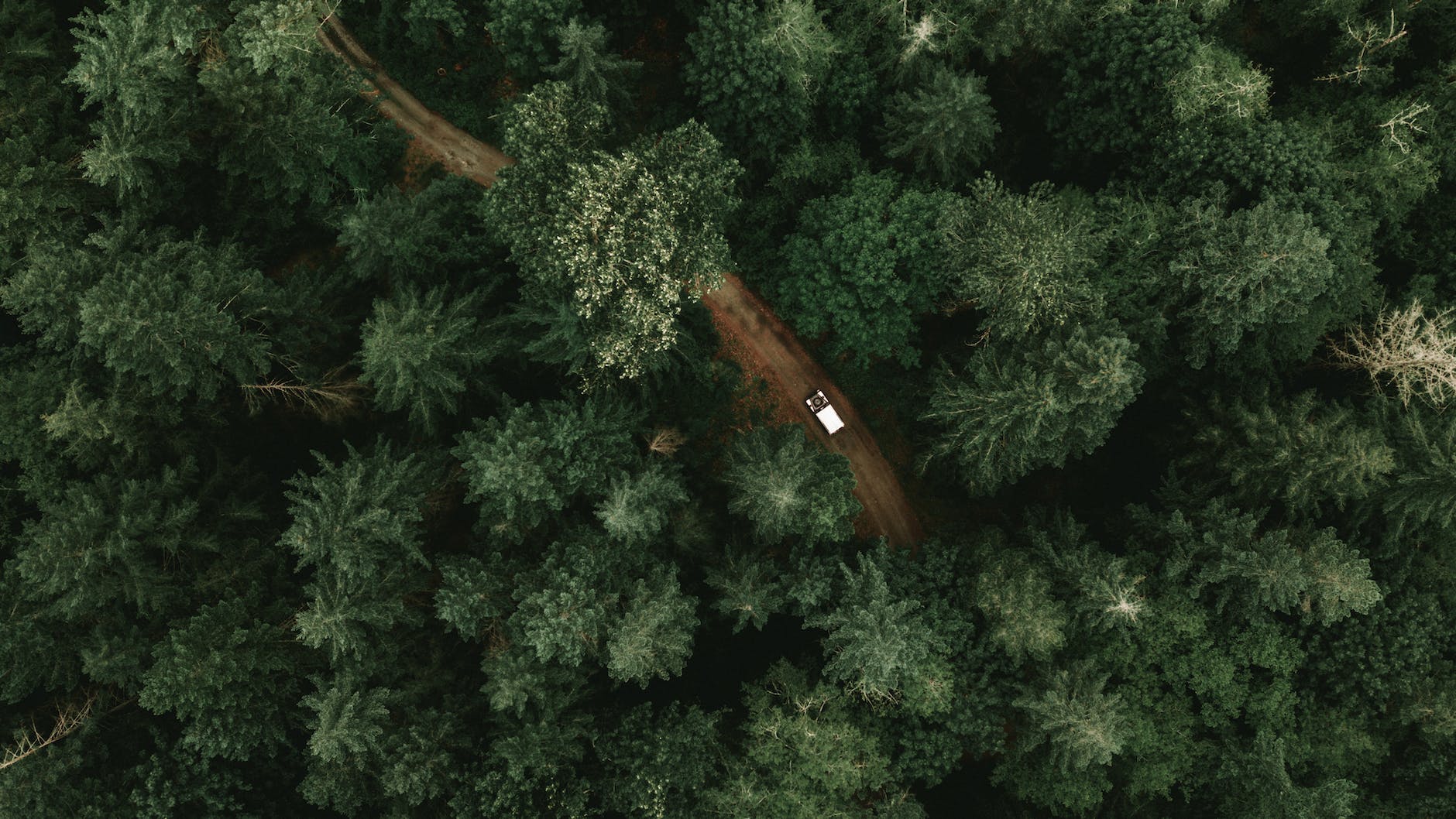 high angle UAV view of green trees