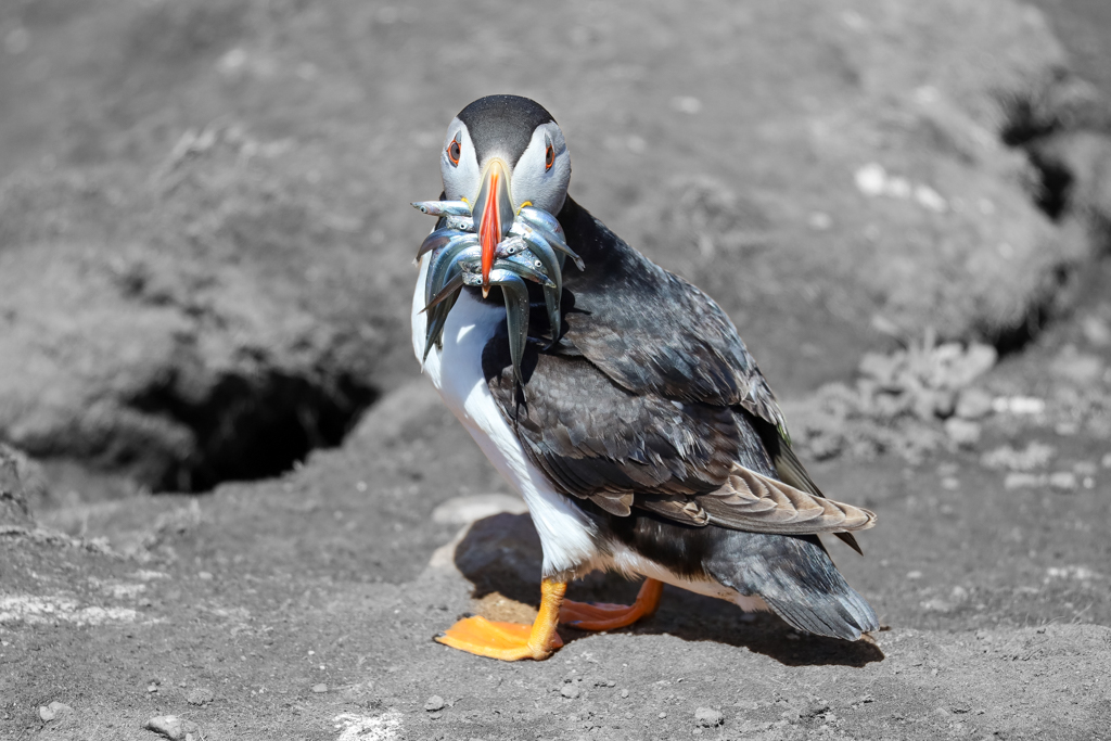 puffin bird with sand eel in beak