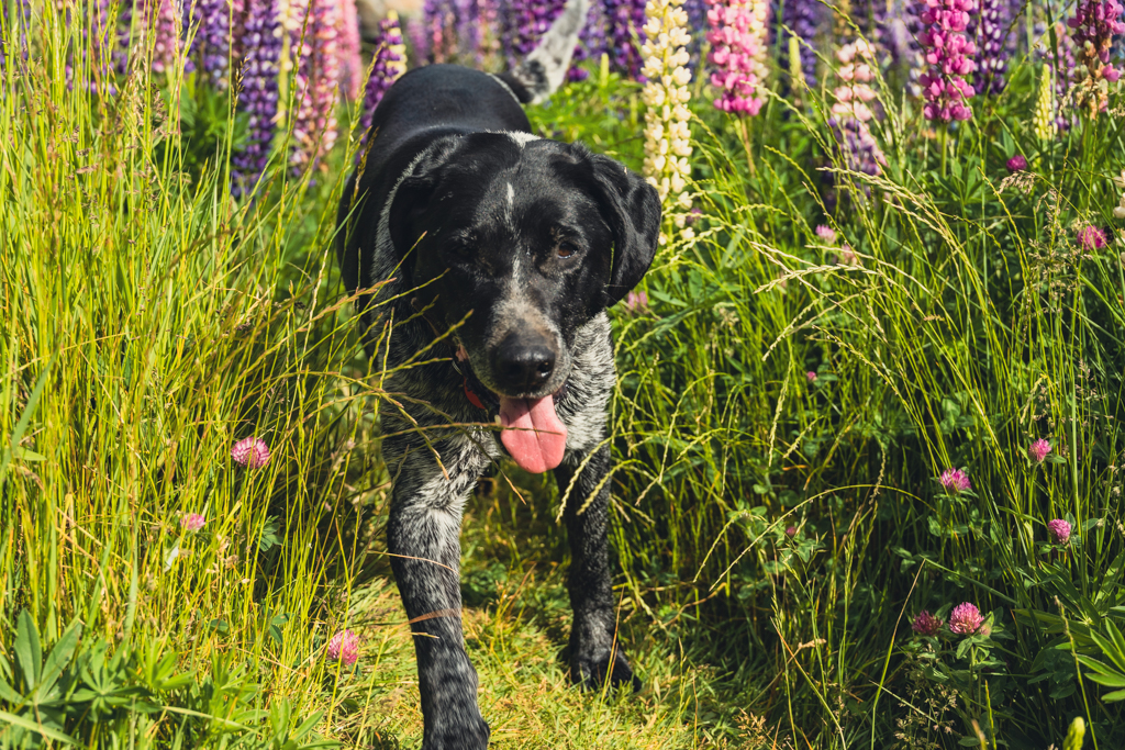 DOG AT LAKE TEKAPO LUPINS
