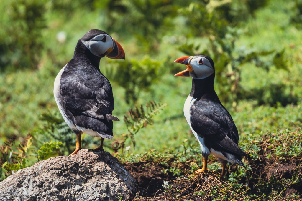 visit skomer island